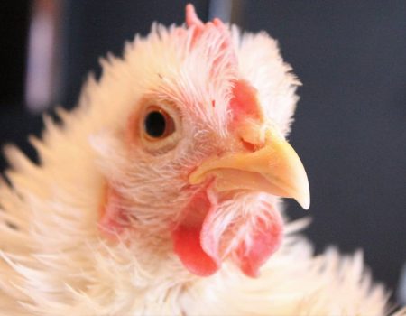 pollo formación en trading